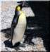 aptenodytespatagonica_small.jpg