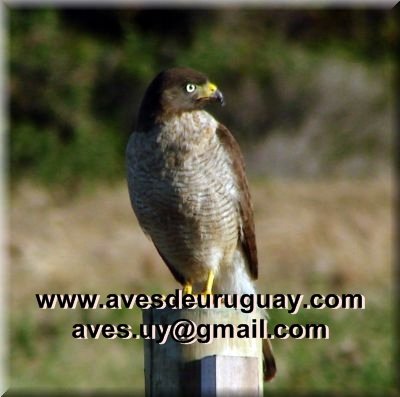 buteomagnirostrisadulto.jpg