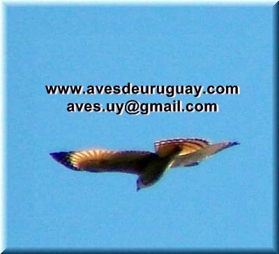 buteomagnirostrisvuelo.jpg