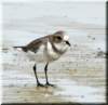 charadriusfalklandicus_small.jpg