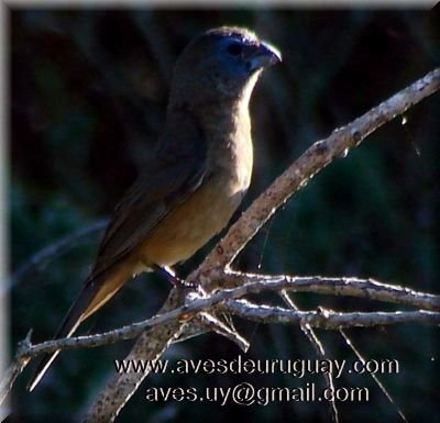 cyanoloxiaglaucocaeruleajuvenil.jpg