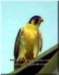 falcoperegrinus_small.jpg