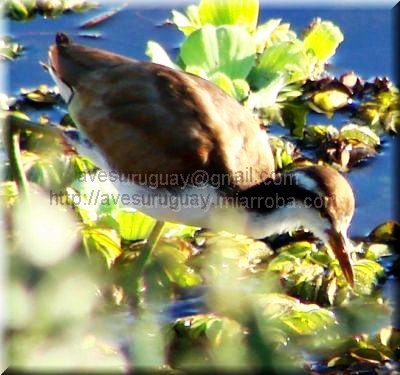 jacanajacanajuvenil.jpg