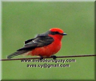 pyrocephalusrubinusmachoplumajereproductivo.jpg