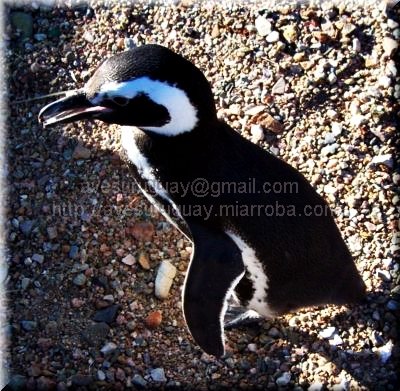 spheniscusmagellanicus.jpg